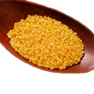 China China Wholesale Dried Pearl Millet Yellow Dried Hulled Millet for sale