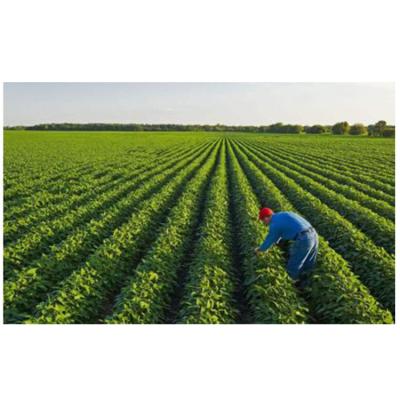 China High Quality Non Organic GMO Soy Dry Soybeans For Best Market Rates for sale