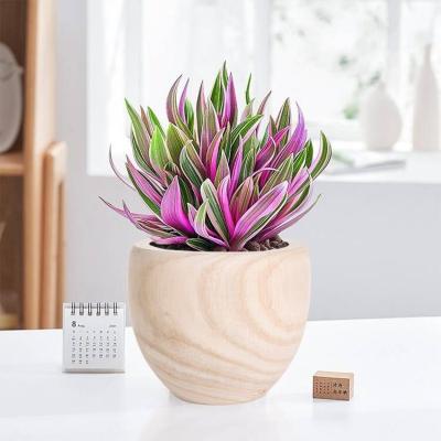 China 2022 cheap mini paulownia flowerpot flowerpot modern succulent outdoor planting flowerpot for sale