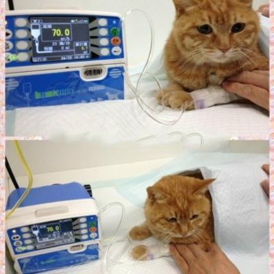 China High Quality Vet Infusion Pump With Heating Function Veterinary Infusion Pump VET100P for sale