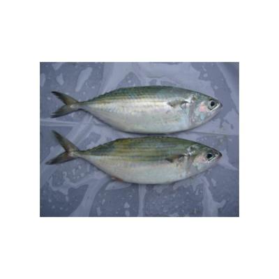 China NATURE Durable Using Low Price Best Fresh Frozen Indian Mackerel Supplier for sale