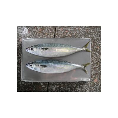 China NATURE Top Sale Guaranteed Quality Wholesale Price Frozen Pacific Mackerel for sale