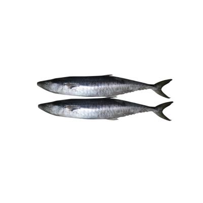 China NATURE Good Quality Hot Selling Wholesale Mackerel at Cheap Price Supplier for sale