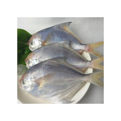 China NATURE good price guaranteed wholesale quality white damselfish price for sale