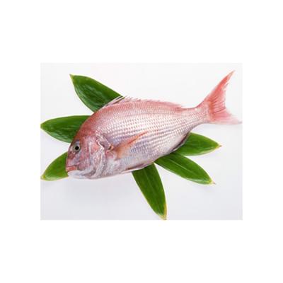 China NATURE New Type Wholesale Price Snapper Cheap Fish for sale