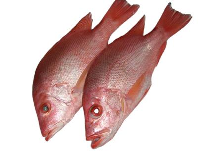 China NATURE Best Price Custom Cheap Frozen Snapper Hot Selling Seafood for sale