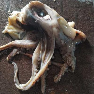 China Nutritious Cheap Price Seafood Frozen Squid Whole All Size Squid for sale