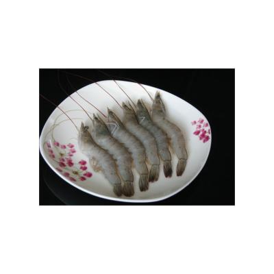 China China Origin Feature Premium Grade Frozen Shrimp For Sale for sale