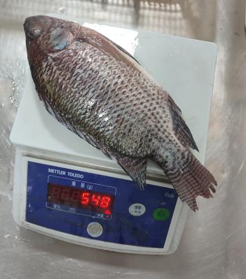 China NATURE Tilapia GT Frozen Black Live Fish Gutted and Measured for sale