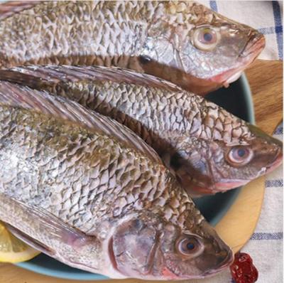 China Gutted, finned, frozen black tilapia from NATURE, measured for sale