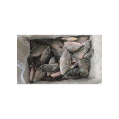 China NATURE best cheap hot sale good quality frozen whole round tilapia for sale