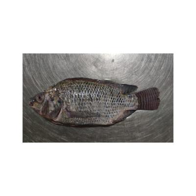 China NATURE Factory Sale Widely Used High Quality Various Tilapia Fish Gutted Measured for sale