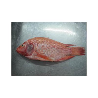 China NATURE Hot Sale Good Quality Cheap Frozen Red Tilapia Tilapia Goldfish for sale