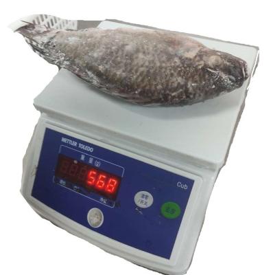 China WHOLE FROZEN TILAPIA STRIPED AND MEASURED (OREOCHROMIS NILOTICUS) for sale