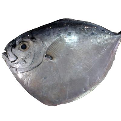 China Whole Moonfish 150-250g Mpomfret Low-CARB Black Pomfret Pomfret Sea Jelly New Sea Arrival Silver Chinese Golden Blenny Pomfret for sale