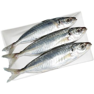 China Wholesale Fresh Frozen Aquatic Frozen Blue Eye Fishes Low-CARB Mackerel Seafood Low-CARB Fish Tail Barang Fish Red for sale