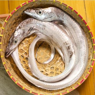 China Frozen Whole NATURE Hairtail Round , Ribbon Fish IQF For Market for sale