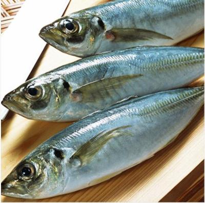 China NATURE BQF High Quality Frozen Blue Mackerel for sale