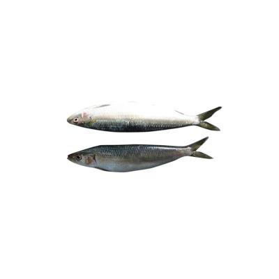 China NATURE Good Quality Sardine Frozen Fish Frozen Seafood Fish for sale