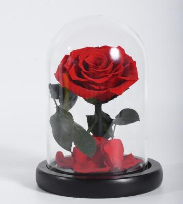 China Fashional Wholesale Artificial Preserved Eternal Rose Flower In Glass Dome For Festival Gift Present for sale