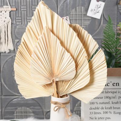 China Fashional 2021 natural most popular dry flower preserved flower palm leaves for gift room decoration for sale