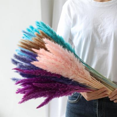 China Real Touch Nature Dried Flowers Real Touch Reed Plumes Pampas Grass Natural Dry For Festivals Wedding Events Decoration for sale