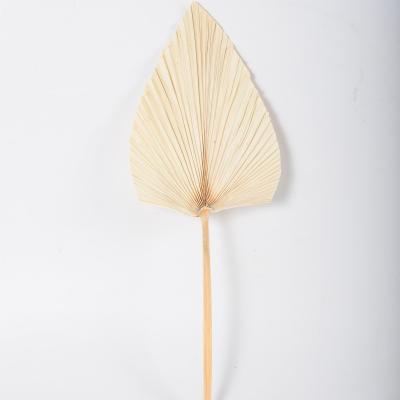 China Fashional 2021 Wholesale High Quality Dried Flower Palm Leaves Preserved Palm Leaves For Gift Decoration for sale