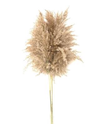 China Real Natural Pampas Grass Fluffy 22 Inches 55cm Brown Pampas Grass Flowers Bunch Dry Pampas Grass Flowers Natural Color for sale