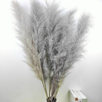 China Real Large Natural Dry Fluffy 4ft Tall Natural Pampas Grass Tender Rustic Wedding Home Farmhouse Decor Shower Boho Decor for sale