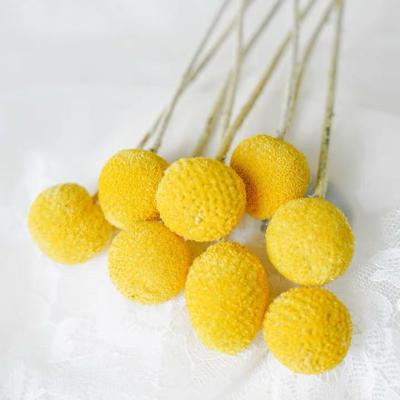 China Factory Real Natural Wholesale Dried Billy Balls For Decor Home Shower for sale