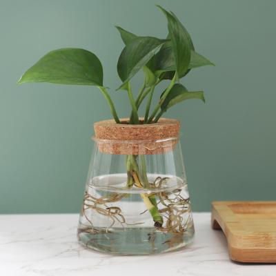 China Eco-friendly New Product Fashion Home Decor Transparent Hydroponic Plant Vase for sale