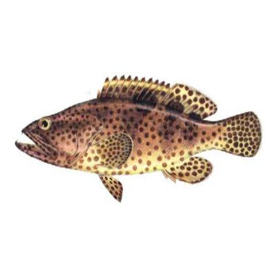 China NATURE grouper with high quality and competitive price for sale