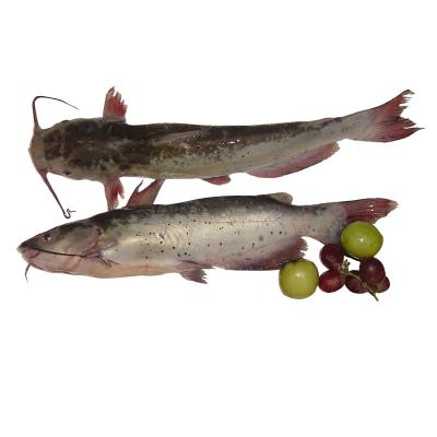 China Seafood Bull's Head Catfish River Sculpin or Wholesale Low Sugar Catfish Fillets for sale