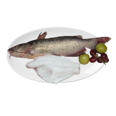 China Low Sugar Catfish Fillet Export Catfish Farm China Fresh Catfish for sale