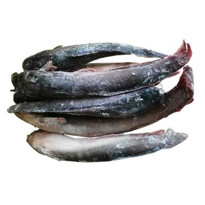 China Nutritious Wholesale Clarias Tuscus Catfish for sale