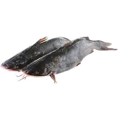 China NATURE Newcomer 2021 Catfish/Sculpin W/r (clarius Fuscus) for sale