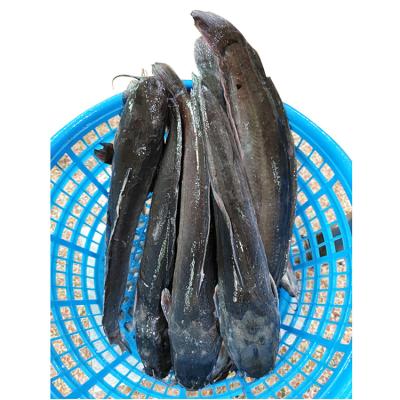 China FROZEN Importer Of African Catfish for sale