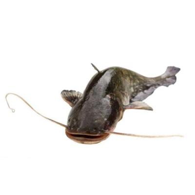 China New catching freshness whole of NATURE around African frozen catfish on sale for sale