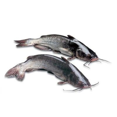 China NATURE China fresh fish 1 kg catfish for sale