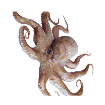 China High quality competitive price frozen octopus 30/50 wholesale 50/80 80/100gram/piece for sale