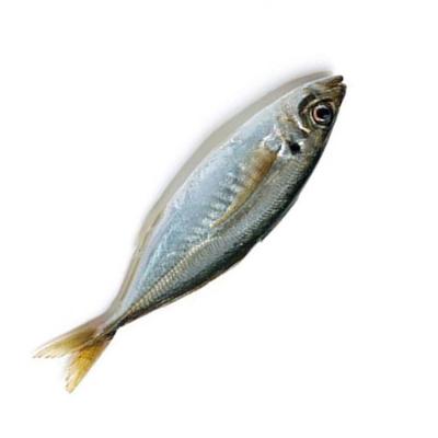 China NATURE Wholesale Frozen Round Scad Cheap Price For Sale 12-14fish/kg for sale