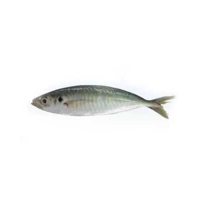 China New Good Quality Organic Muroaji Landing Frozen Whole Round Fish On Sale Sales for sale