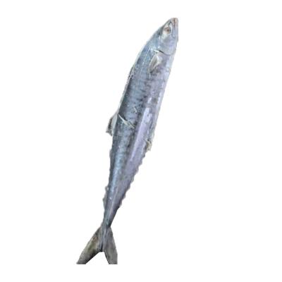 China NATURE China Export Box Fish Spanish Mackerel Frozen Wholesaler for sale