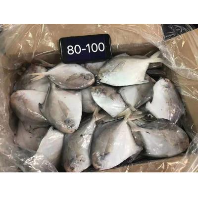 China NATURE 80-100g/piece white silver damselfish fish used for canning for sale