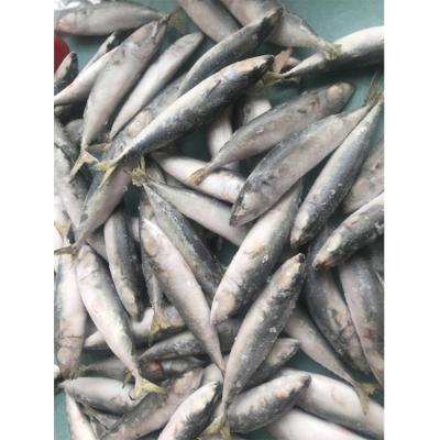 China NATURE Hot Sale Frozen Sea Boat Frozen Mackerel Saba Fish For Market for sale