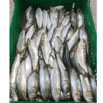 China Wholesale Affordable NATURE Sardine Fish Used As Bait for sale