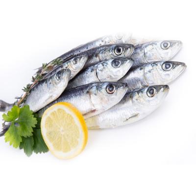 China NATURE wholesaler price good quality cheap frozen sardines for canned for sale