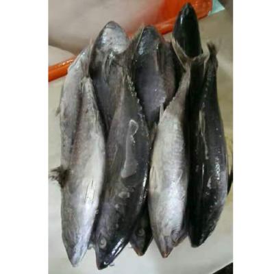 China Hot Selling Tonggol Fresh Frozen High Quality Tuna For Canned from NATURE for sale