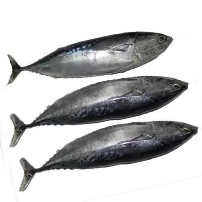 China NATURE Wholesale Price 300-500g High Quality Frozen Bonito for sale