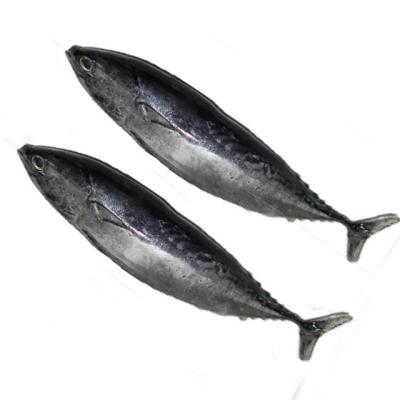 China NATURE Price Wholesale High Quality Cheap Bonito For Canned for sale